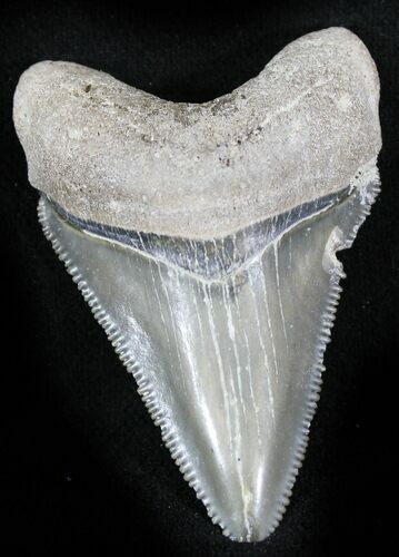 Serrated  Bone Valley Megalodon Tooth #22918